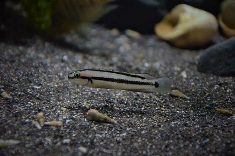 Telmatochromis vittatus